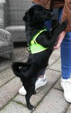 Hondentuig Comfy Harnass Mesh Fluo Green