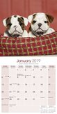 Engelse Bulldog Kalender 2019 Avonside