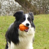 Major Dog Pompoen