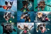 Honden Onderwater - Maxi Poster