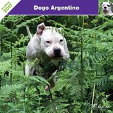 Argentijnse Dog Kalender 2017