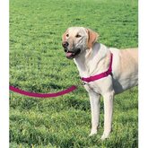 Anti-Trek hondentuig Easy Walk ® Roze