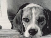 Deurmat print hond 50x80cm