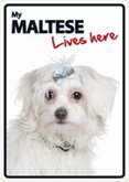 Maltese lives here