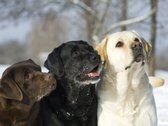 Tuinposter - Honden