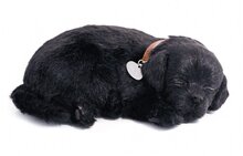 Soft black labrador
