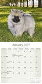 Keeshond Kalender 2019 Avonside
