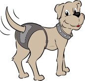 Ruby Care Honden Broekje - Size 1