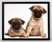 Hondenposter 4 poster in lijst/dieren/funny