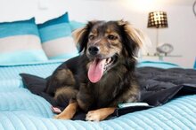 Doctor Bark hondendeken zwart, maat XL