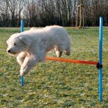 Hordenset voor agility