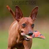 Bone, klein Major Dog