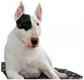 MAT AQUA COOLKEEPER SCOTTISH GREY 60X50 CM