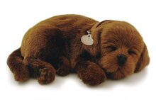 Chocolate labrador