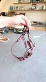 Leren tuigje burgundy