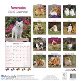 Pomeranian Kalender 2019 Avonside
