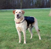 Trixie rugtas voor honden zwart 29x15 cm