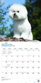 Bichon Frise Kalender 2019 Browntrout