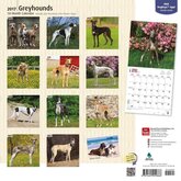 Greyhound Kalender 2017 Browntrout