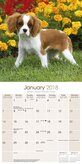 Cavalier King Charles Spaniel Kalender 2018 Avonside