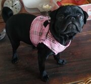 Hondentuig Comfy Harnass Scottish Pink
