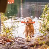 Werpstok voor Honden Sterk en Flexibel