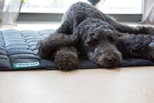 Doctor Bark hondendeken, zwart, maat s
