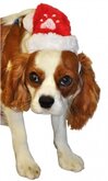 Kerstkleding - Kerstmuts voor hond of kat - Dieren Kerstmuts
