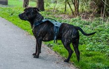 Hondentuig Pro Harness Groen