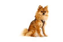 Hondentuig Vest Cord Bruin