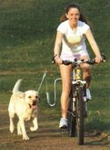 Springer. veilig fietsen met de hond