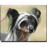Chinese naakhond  Muismat