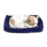 Chihuahua Perfect Petzzz