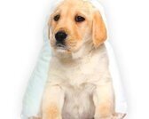 Intimo Hond Golden Retriever - Sierkussen - 38x30 cm - Wit/Bruin