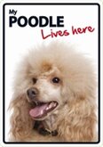 Poodle lives here