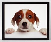 Schattige Jack Russell hond  Poster in lijst/Dieren/Honden/Funny