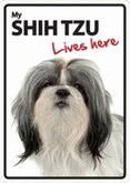 Shih Tzu lives here