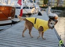 Hondenbadjas Doggy Dry Geel