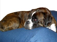 Dog's Companion Hondenkussen - XS - 55 x 45 cm - Jeans