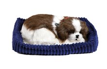 Soft shih tzu