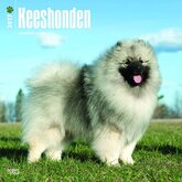 Keeshond Kalender 2017 Browntrout