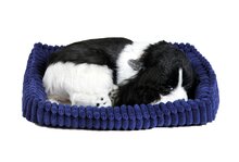 Soft eng. cocker spaniel