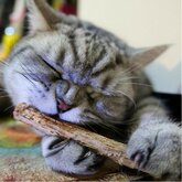 Matatabi / Catnip rustgevende kauwstokjes | Tandcleaning | Tandpasta