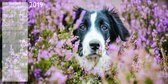 Honden - Dogs Kalender 2018 incl. jaarposter