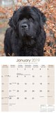 Newfoundlander Kalender 2019 Avonside