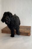 DNR Hondenkussen leer 80x55x10cm - Donker bruin