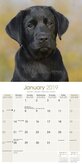 Labrador Retriever Zwart Puppies Kalender 2019
