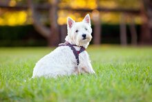 EzyDog Quick Fit tuig L Candy