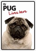 Pug lives here