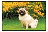 Mopshond Pug Deurmat / Siermat